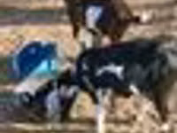 عنزة, Beetal goats — الصورة 7