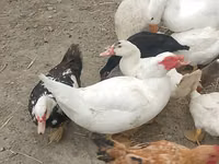 Chickens — الصورة 2