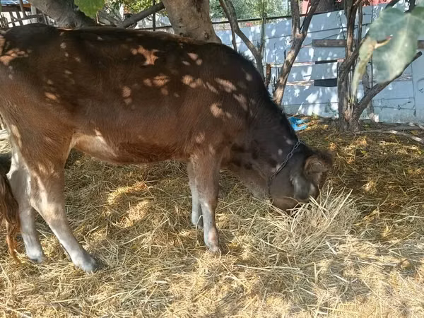 Bulle, Rinder