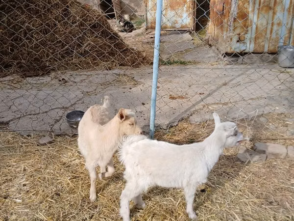 Ziege, Saanen goat