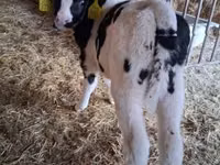 सांड, Russian Black pied cattle — फ़ोटो 3