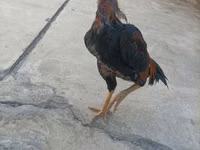 Chickens — Foto 1