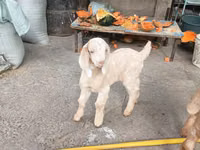 Ziegen (Partie, Geschlecht nicht angegeben), Beetal goats — Foto 6