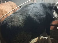 Kuh, Latvian Blue cattle — Foto 4