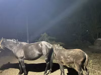 Yegua, Caballos — foto 5