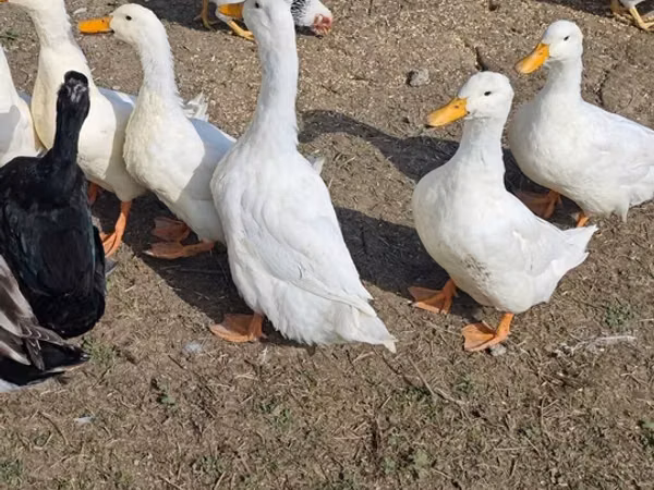 Deutscher Pekin