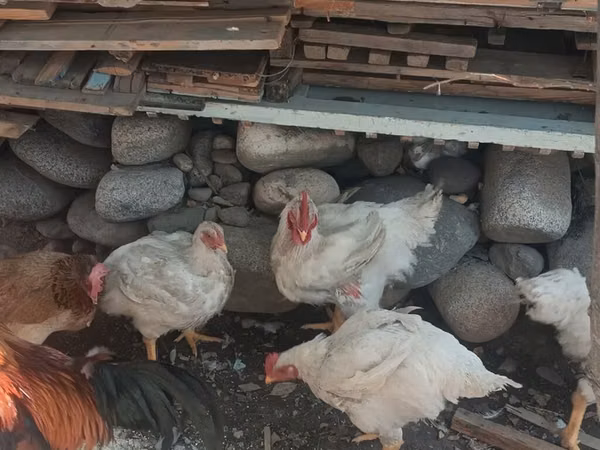 Chickens — Kirgisistan