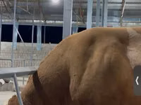 Bulle, Simmental cattle — Foto 6