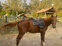 Caballo, Karabakh horse — foto 2