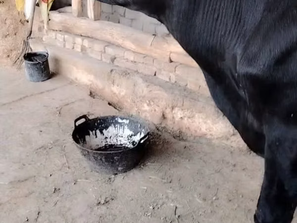 Vaca, Ganado vacuno — Uzbekistán