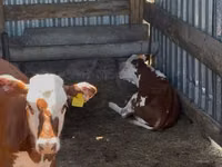 Rinder (Partie, Geschlecht nicht angegeben), Swiss cattle — Foto 5
