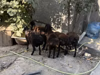 Қошқар, Aland sheep — 3-сурет