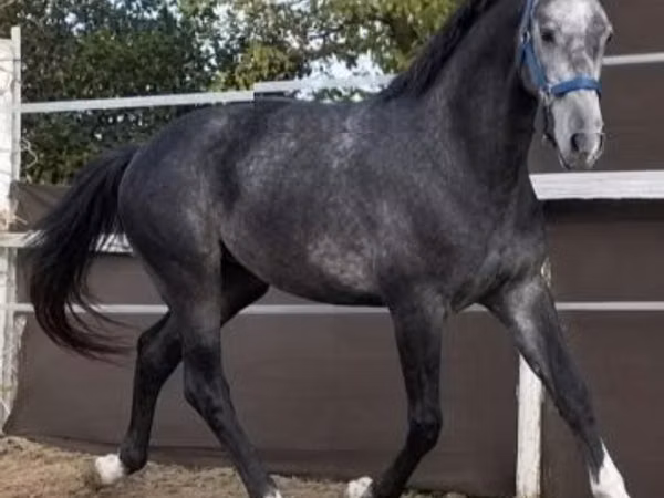 Hengst, Hungarian horse breed