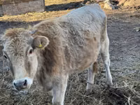 Сиыр, Swiss cattle — 2-сурет