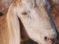 كبش, Arashan sheep — الصورة 3