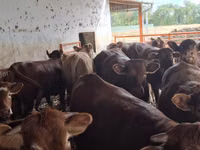 ثور, Simmental cattle — الصورة 7