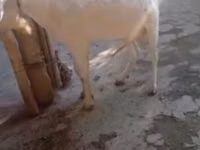 تيس, Saanen goat — الصورة 3