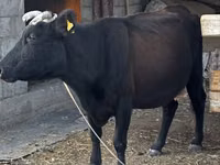بقرة, Latvian Blue cattle — الصورة 2