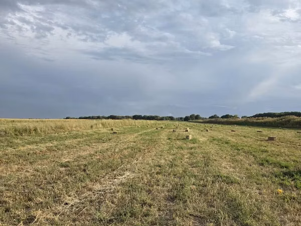 🌾 Сено после семенника 🌾 Продам сено, после обмолота. кастра Без