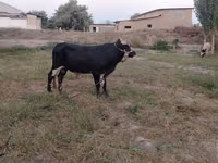Toro, Russian Black pied cattle — foto 4