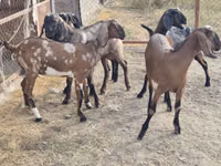 Ziege, Nubian Goat — Foto 3