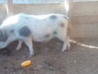 Schweine (Partie, Geschlecht nicht angegeben) — Foto 8