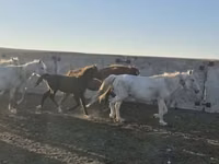 Hengst, Kazakh horse — Foto 2