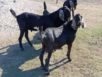 Ziegenbock, Nubian Goat — Foto 1