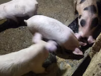 Schweine (Partie, Geschlecht nicht angegeben), Schweine — Foto 4