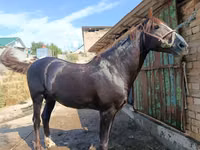 Айғыр, Kyrgyz Horse — 3-сурет