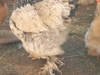 Brahma — Foto 2