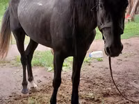 公马, Horses — 照片 3