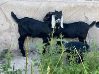 تيس, Nubian Goat — الصورة 3