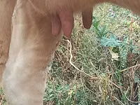 Vaca, Swiss cattle — foto 6