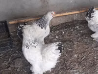 Brahma — Foto 2