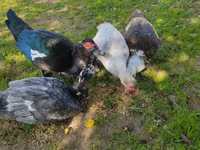 Ducks — Foto 3