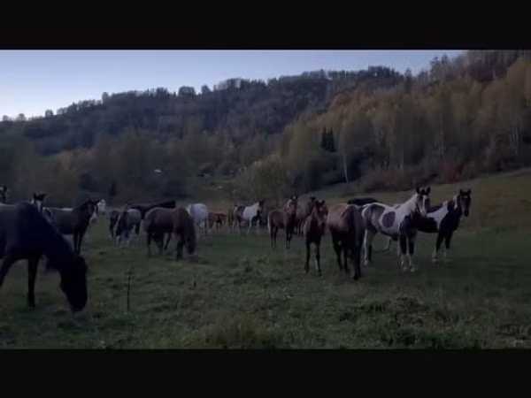 Yegua, New Altai Horse