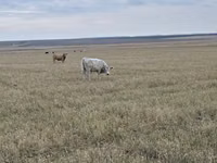 Букачар, Швиц породу — сүрөт 8