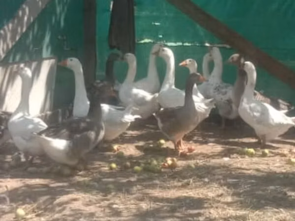Geese — Kirgisistan