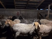 Schaf, Schafe — Foto 4