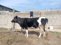 Sigir, Russian Black pied cattle — 6-rasm