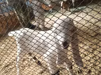 Taka, Nubian Goat — 5-rasm