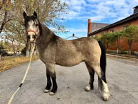 Stute, Welsh Mountain Pony — Foto 7