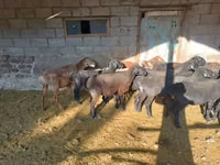 كبش, الأغنام — الصورة 5