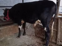 Toro, Ganado vacuno — foto 6