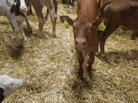 Bovinos (lote, sexo no especificado), Simmental cattle — foto 4