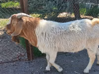 Ziegenbock, Boer goat — Foto 2