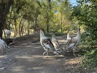 Turkeys — Foto 5