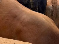 Bulle, Russian Black pied cattle — Foto 2