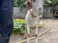 عنزة, Saanen goat — الصورة 2